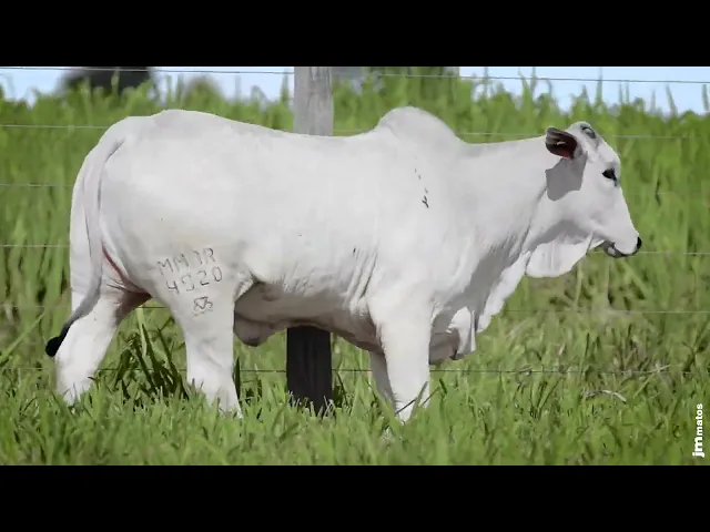 Novilha Nelore MMAR - 4920