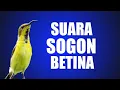 Download Lagu Suara Pikat Burung Sogon Betina Memanggil Jantan Terbaru