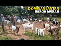 Download Lagu Kambing Bawa Anak Tiga Harganya Murah Sekali 
