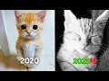 Download Lagu Iconic Cat Memes (Then vs Now) 🥲
