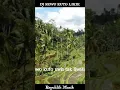 Download Lagu DJ SEWU KUTO LIRIK
