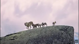 جبال الألب الملاذ الأخير في أوروبا 