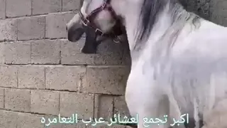 قصه وقصيده حزينه   الخيل  الأصيلة دندنها