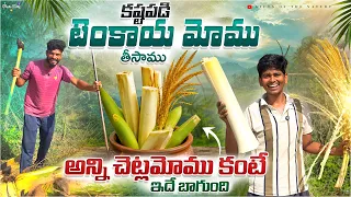 కష్టపడి టెంకాయ మోము తీసాము🌴 || అన్ని చెట్ల మోము కంటే టెంకాయ మోము రుచిగా ఉంది🤤