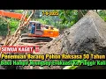 Download Lagu Bang Heri Dikejutkan Penemuan Potongan Pohon Besar 50 Tahun‼️Beko Hampir Nyungsep Evakuasi 