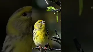 غناء طائر البسبوس 