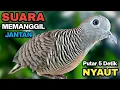 Download Lagu Perkutut Lokal Gacor Suara Besar Pancingan Burung Perkutut Agar Cepat Bunyi.