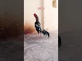 Aseel rooster voice #aseel #shorts #viral #subscribe #trending