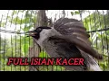 Suara kutilang gacor full isian kacer