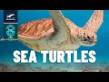 Lightning Talks Sea Turtles
