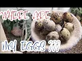 When Do Quail Start Laying Eggs Coturnix Quail Egg Laying Guide