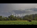 Download Lagu Gabon - Loango \u0026 Lope National Park. Gorillas, Mandrills and Forest Elephants