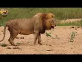 The Rise And Fall of Ndzhenga Lion Brothers - Full Documentary। Facts Phylum
