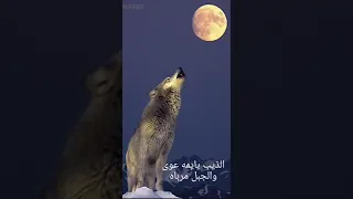 قصيده الذيب يايمه عوي والجبل مرباه حكايه غامضه 