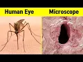 Top 15 Amazing Things you can see only under microscope Biologist s Pick