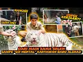 Download Lagu 3 ORANG INI KENA MENTAL KETIKA DI OSPEK DI DALAM KANDANG HARIMAU ! SYARAT JADI KARYAWAN ALSHAD ??