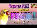 Download Lagu Masteran Pleci Tembakan Peringatan !!! Kualitas Suara Jernih