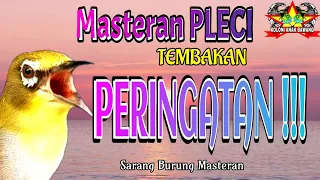 Download Masteran Pleci Tembakan Peringatan !!! Kualitas Suara Jernih MP3