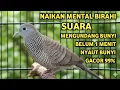 Lagu Perkutut Lokal Gacor Suara Super Kristal - Pancingan Malas Bunyi  (99%AMPUH BANGET)