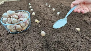 Potopite bijeli luk prije jesenje sadnje - čini čuda!