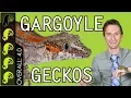 Gargoyle Gecko The Best Pet Reptile