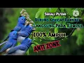 Download Lagu Suara Pikat Burung Kehicap Ranting/Slendang Biru Ribut