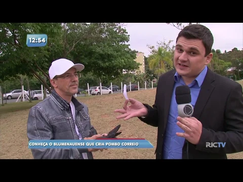 Conheça o blumenauense que cria pombo correio
