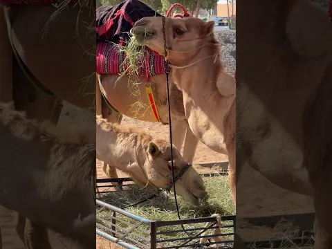 Unbelievable! We Were Wrong About Camel 😳 | সারা জীবন ভুল জানতাম উট সম্পর্কে!