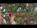 Download Lagu Metro Detroit cider mills gear up for a busy fall season with a big apple crop