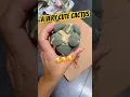 Download Lagu Have you ever seen a very cute cactus without spine? Ario Maruibo is for you #cactus #ariocarpus