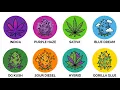 Every Weed Type Its Effects Explained In 22 Minutes
