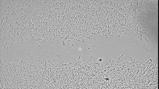 C6 scratch assay wound healing assay time lapse - CytoSMART Lux2