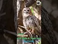 Download Lagu Owl of India and their melodious sound. Motteled wood owl part 1/36 #indian #owl #sound
