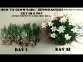 Lagu How to Grow Rain / Zephyranthes Lily in a Pot (With Update Videos)
