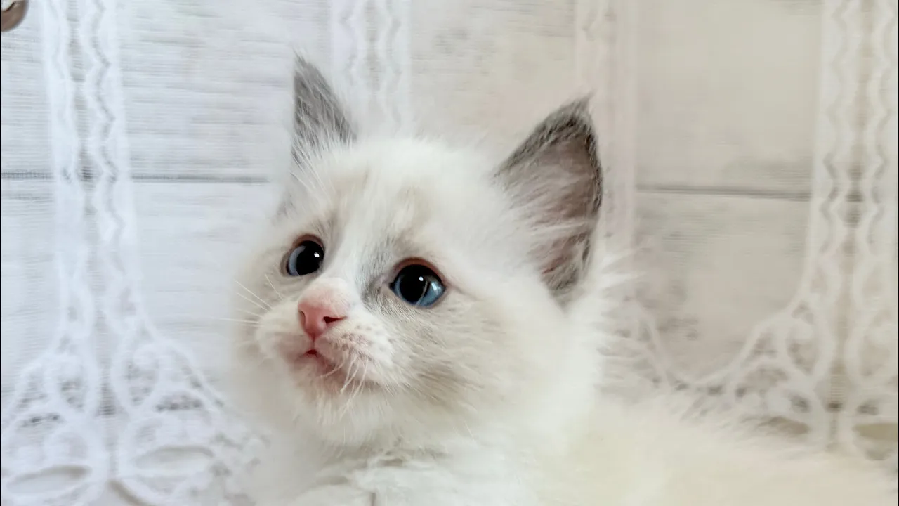 動画