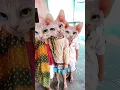 Download Lagu Bill bole bion biho 🤣😂😂😺😺