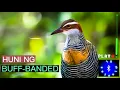 BUFF-BANDED RAIL SOUND// HUNI NG TIKLING #huntsman_ph