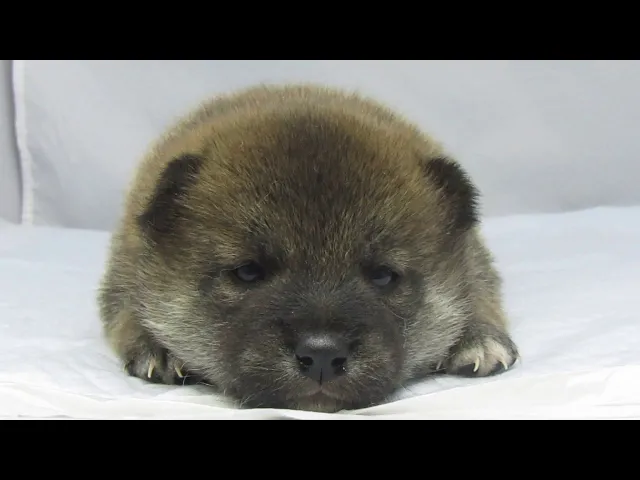 動画