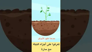 تعرفوا على أجزاء النبتة مع سارة   أنشودة تعليمية للأطفال دندنها
