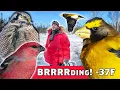 Lagu Polar Vortex Birding HAWK OWL! Sax-Zim Bog MINNESOTA Virtually Live 58 S6 E3