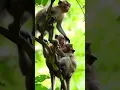 Download Lagu Monkeys are reproducing. #dj #money #animal #art