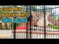 Cigun Paud Ngeriwik Aktif, Umur 1 Bulan Lebih