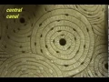 Bone Model - Osteon