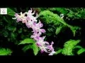 Download Lagu [Official Full HD]Tuyển tập LK Tình Xuân Huỳnh Nguyễn Công Bằng