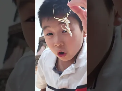 KIDS!🦗Can We Rescue This Injured Praying Mantis During Dangerous Molt? #rescue #prayingmantis
