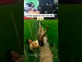 Download Lagu Efek Mabuk Kecubung #memelucu #shorts #lucu #viral #funny #kocak#subscribe#tiktok #komedi #story#fyt