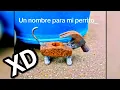 SI TE RIES PIERDES MOMENTOS XD