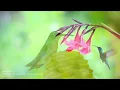 Beautiful Birdsong with Gentle Forest Rain | Peaceful Nature Sounds for Deep Relaxation & Sleep 🍃