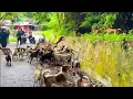 Download Lagu Puluhan Anjing Serang Babi hutan😱⁉️