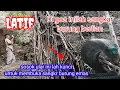 Download Lagu De latif meyakini di sinilah tempat nya sangkar burung yang terbuat dari emas